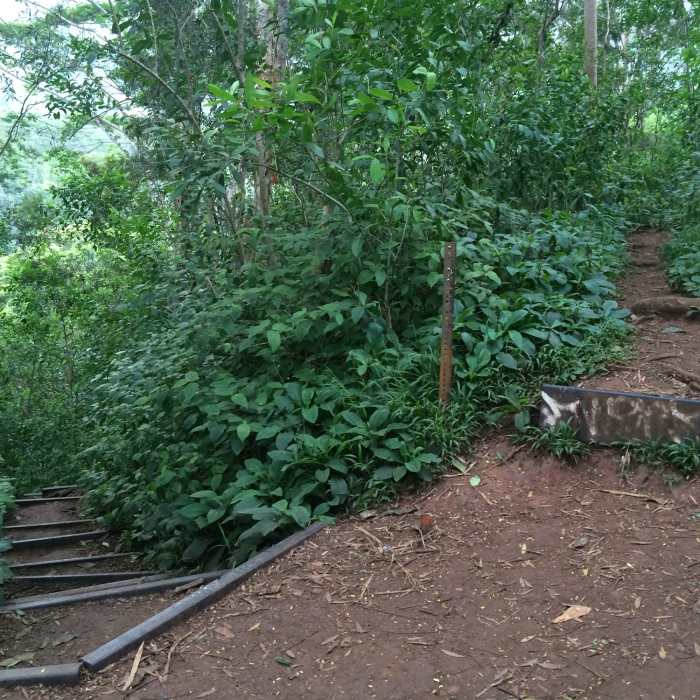 Near Maunawili Falls Trail