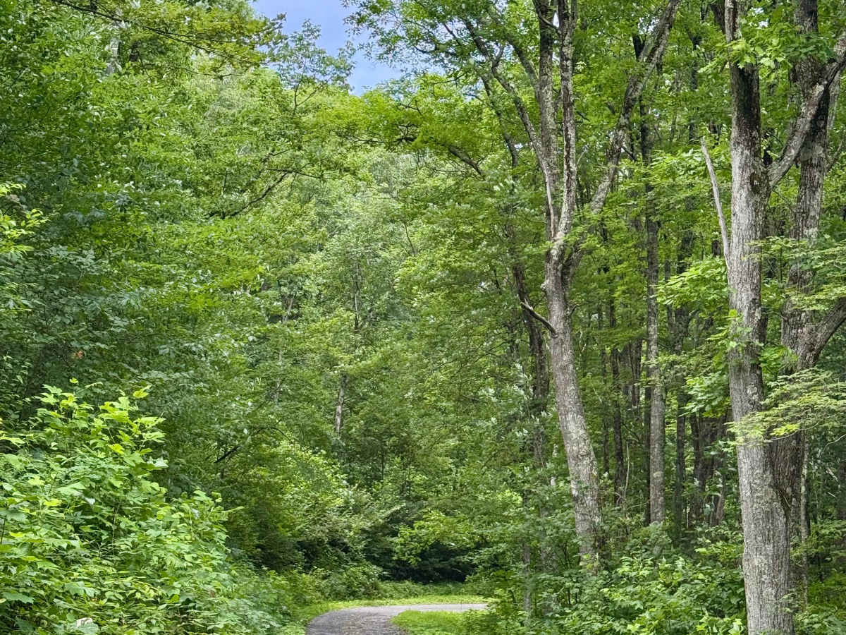 Red Oak - FS 82 photo 4
