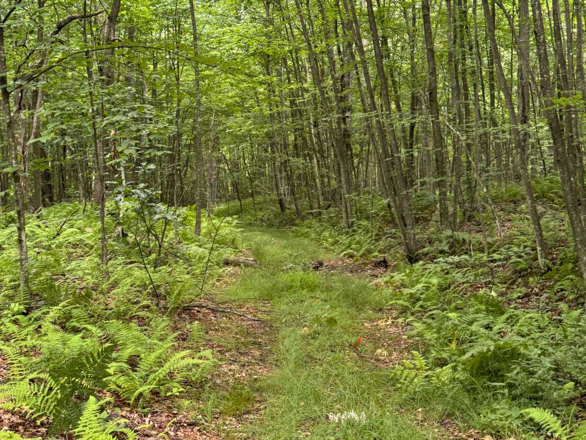Trail 14 photo 3