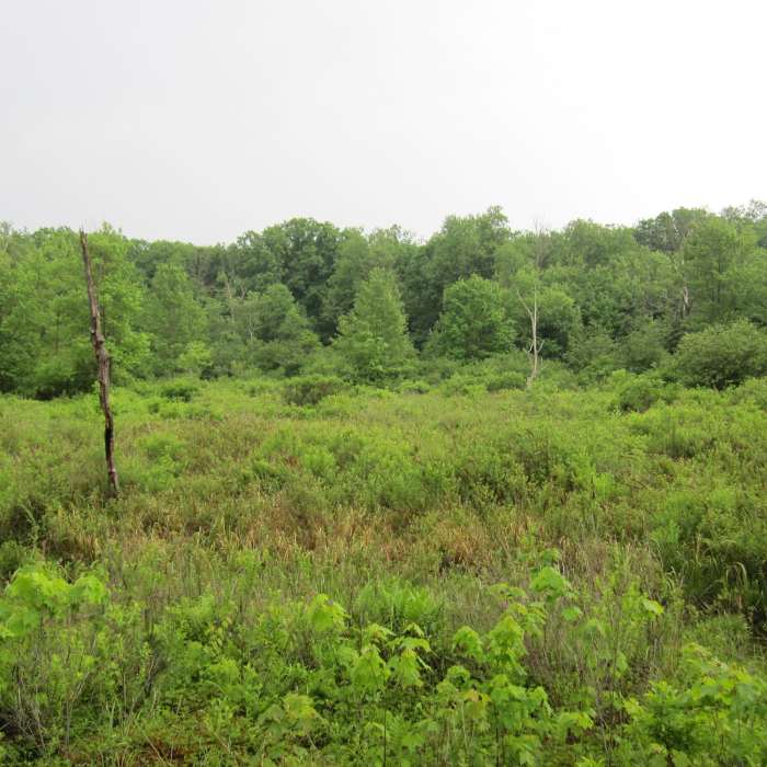 Moshannon Bog as seen from the Moss-Hanne Trail. Near Allegheny Front Trail