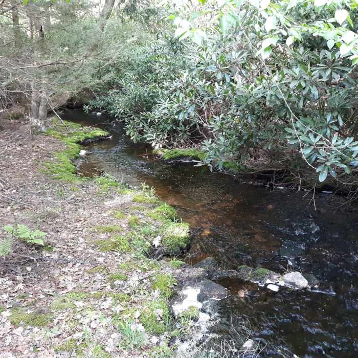 Near Tower-Bear Wallow-Hemlock-Lower Lake Trail Loop