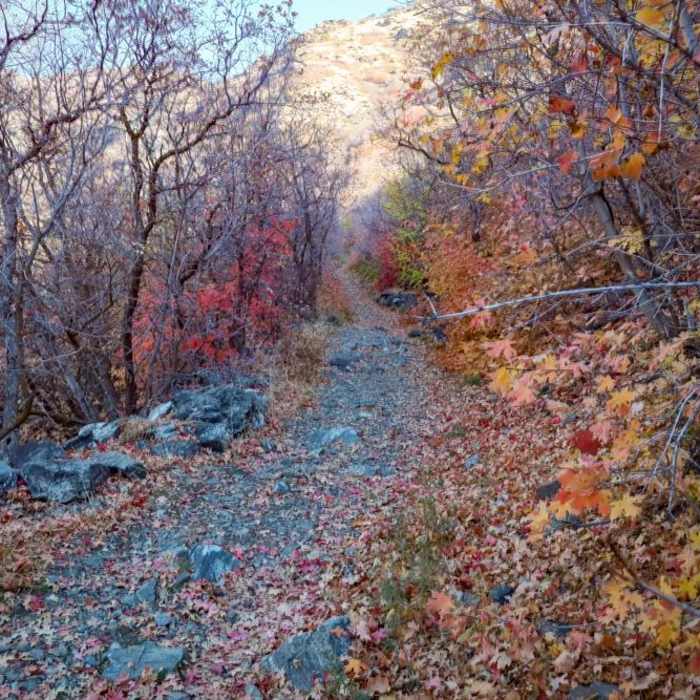 Near Pine Gulch Trail