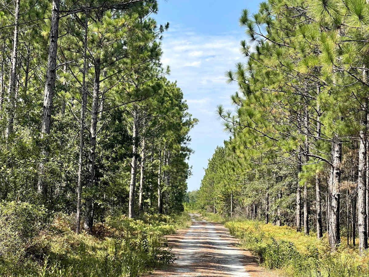 Ella Mae Road photo 3