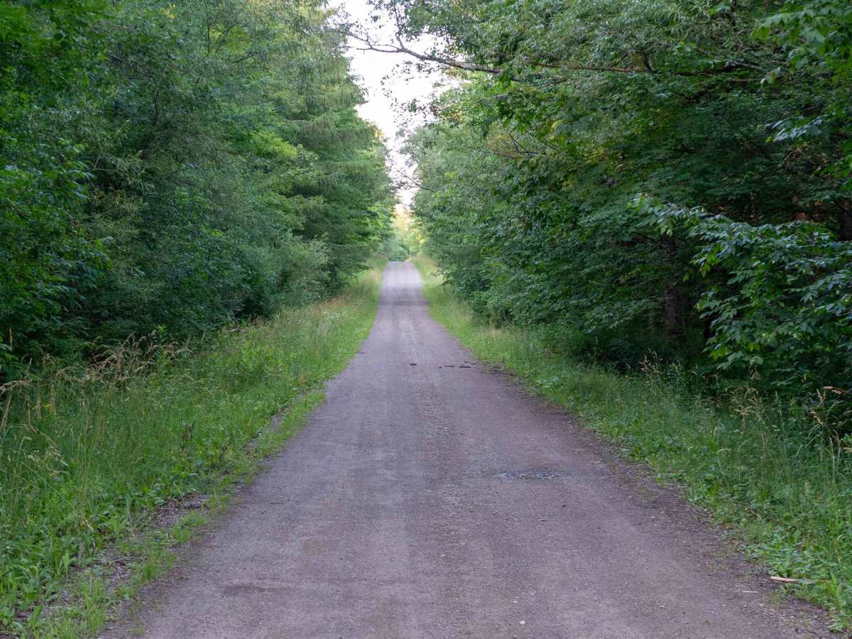 Old George - Davison Forest Road photo 3