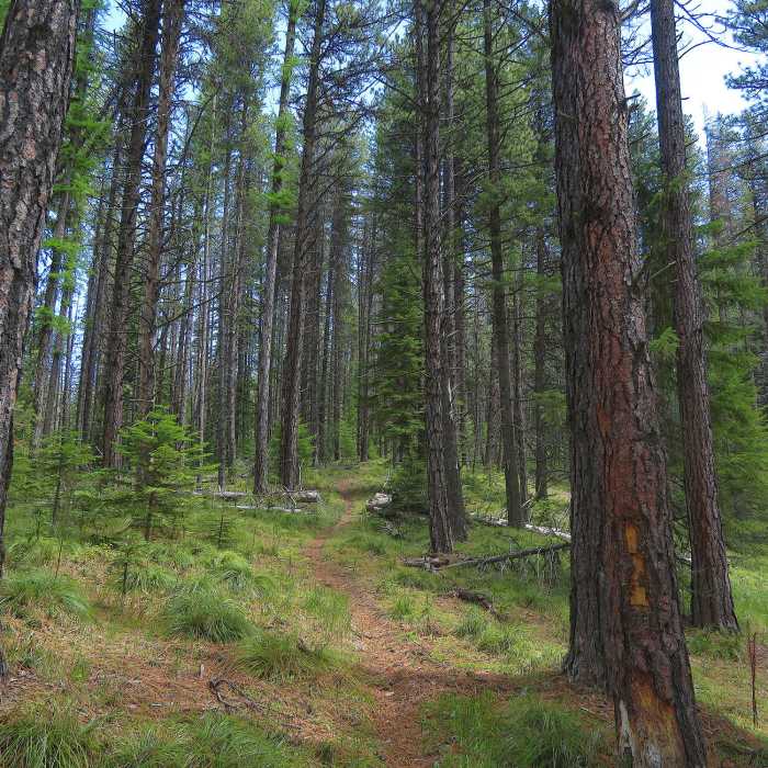 Near Doc Denny Trail #319