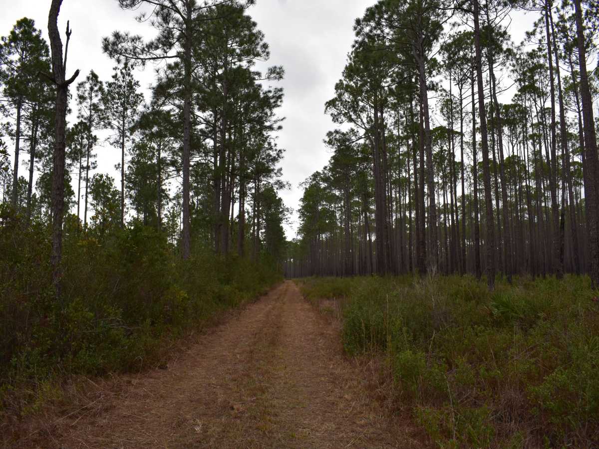 FR 782 photo 5