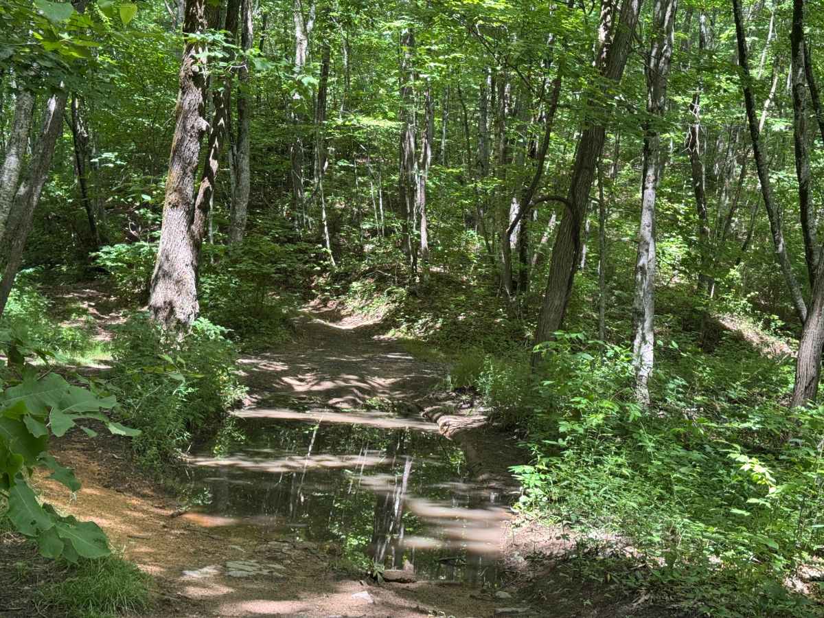 Piney Mountain Flats - FS 4666 (Rough Butt) photo 6