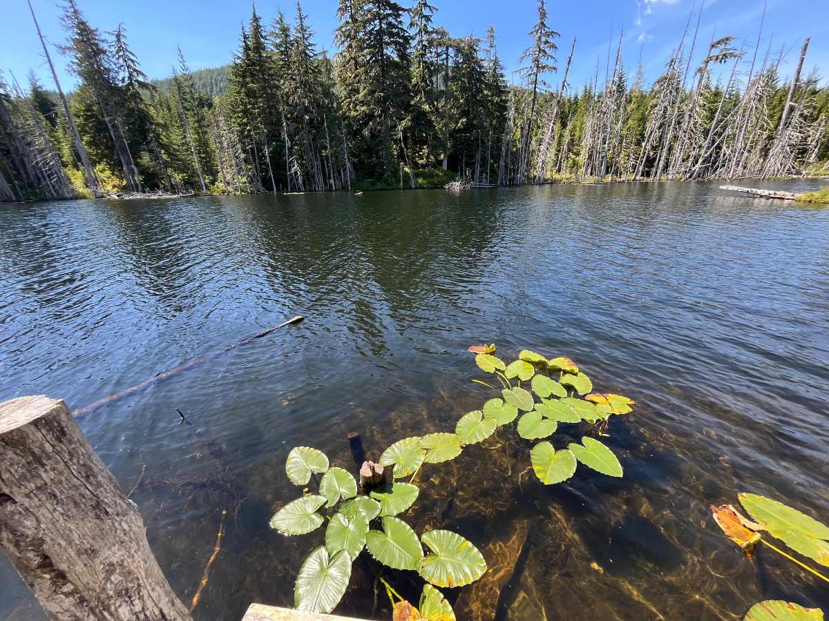 Pet's Pond photo 3