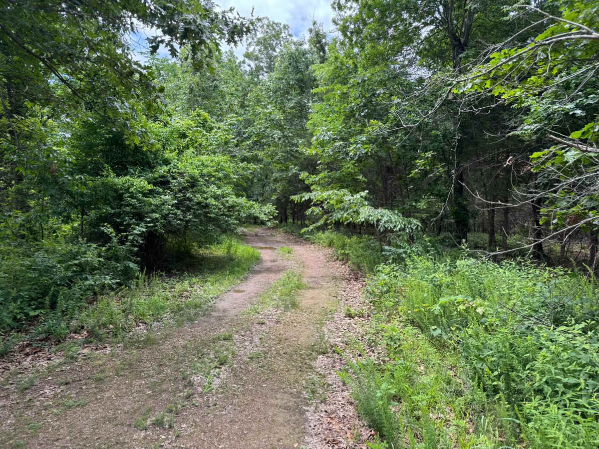 91017A trail photo