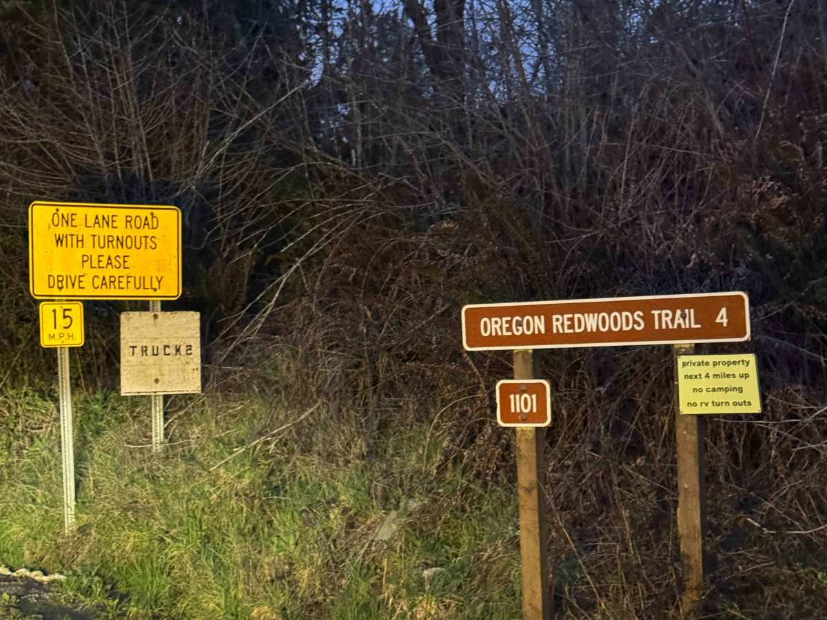 Oregon Redwoods Trail trail photo