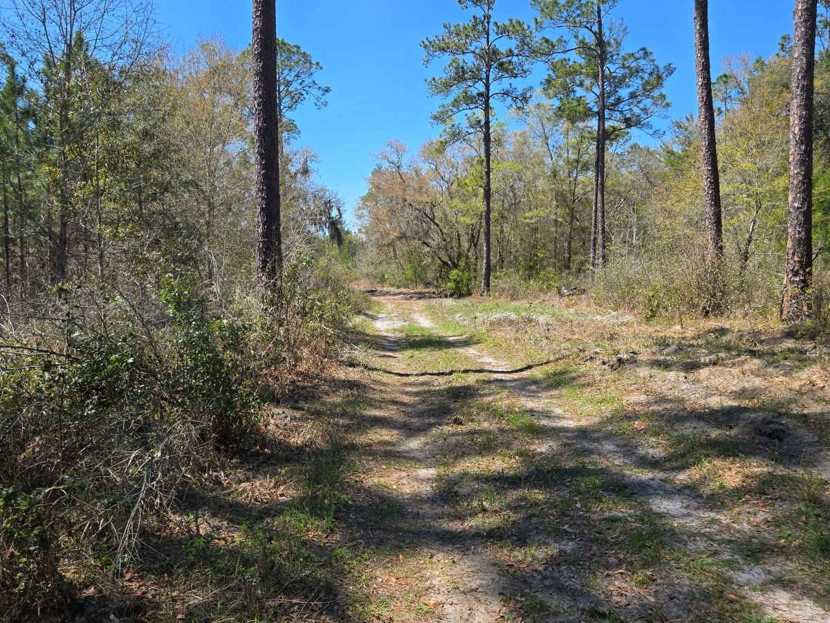 Sandy Trail photo 2