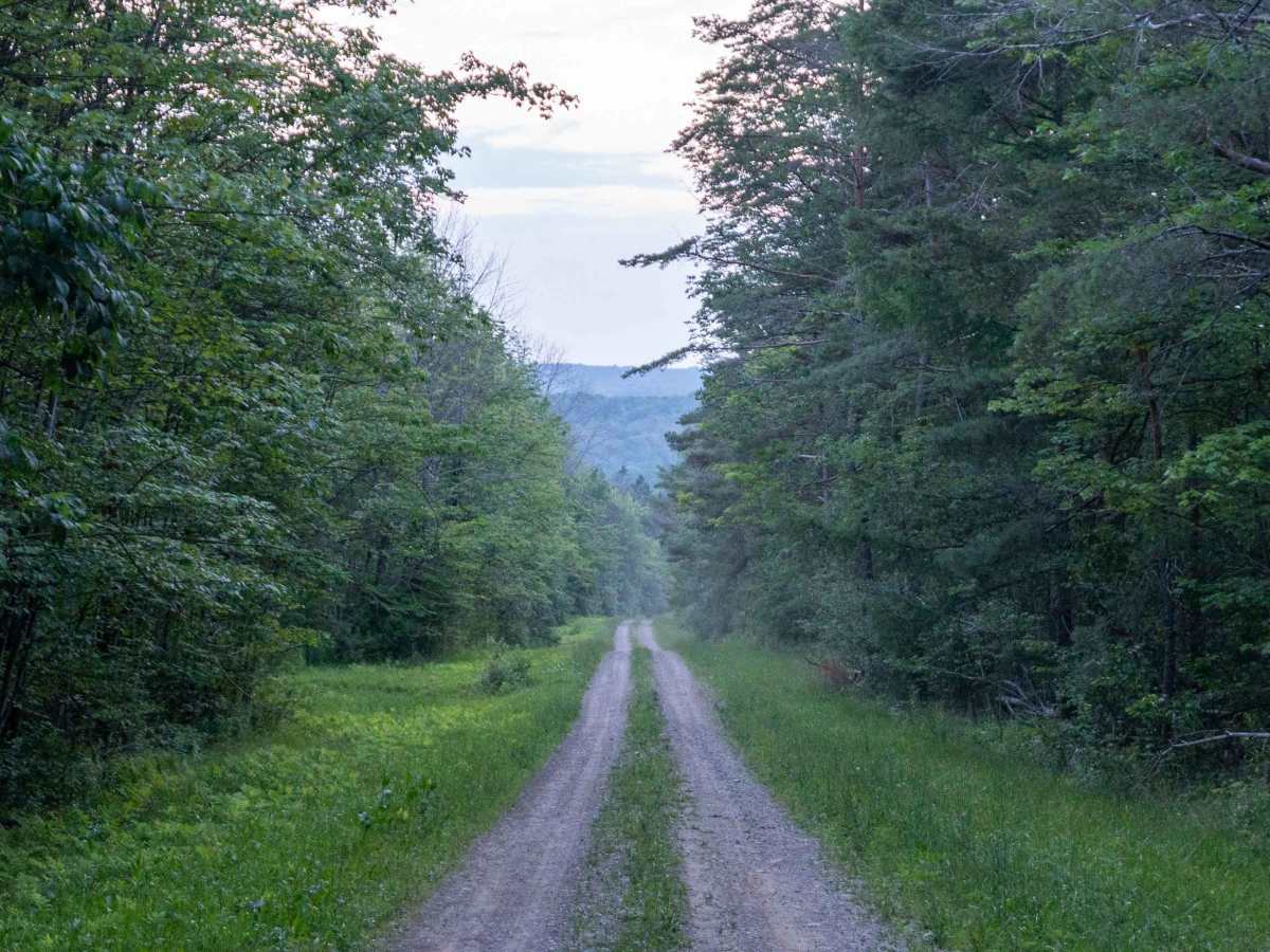 Scholes Forest Road trail photo