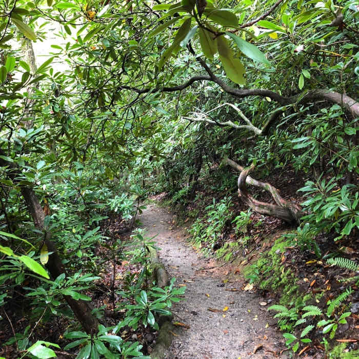 Looking east along the trail Near Bent Creek Road