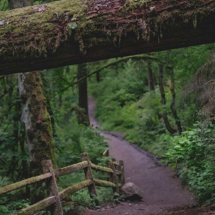Near Lower Macleay Trail