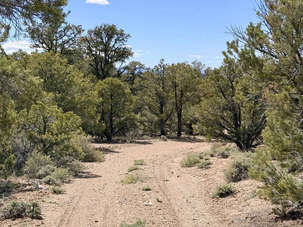 Four Mile Spring Bypass - FS 44428 photo 6