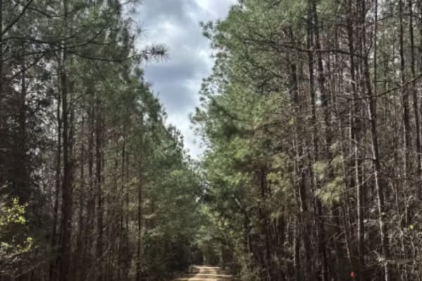 Cricket Tree Road 