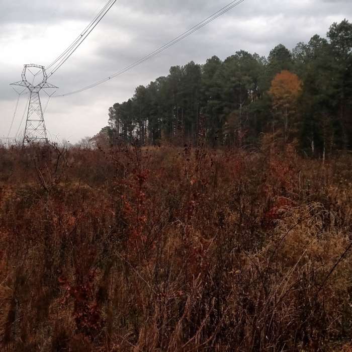 Near Jimmy Rogers Road Out-and-Back