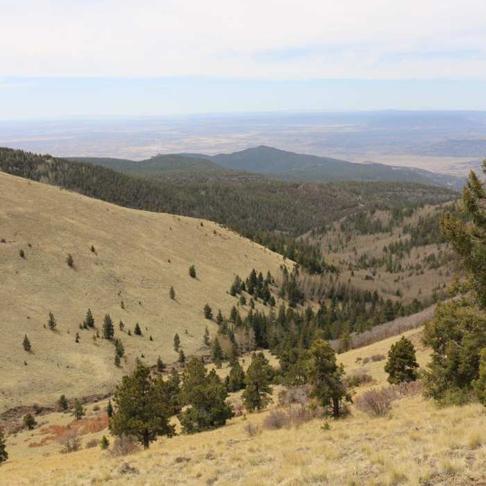 Near Gooseberry Springs Trail to Mount Taylor