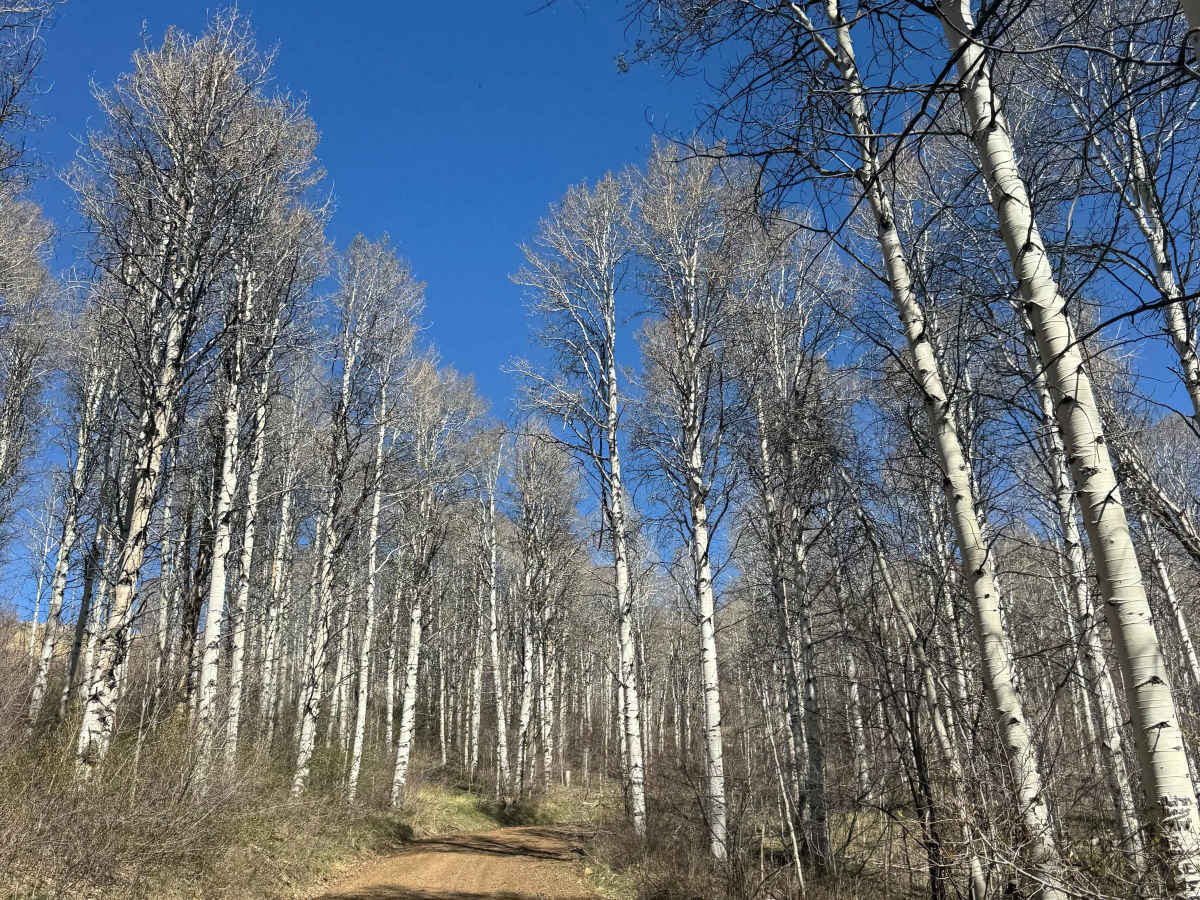 Trail Creek Road - FS 56729 photo 2