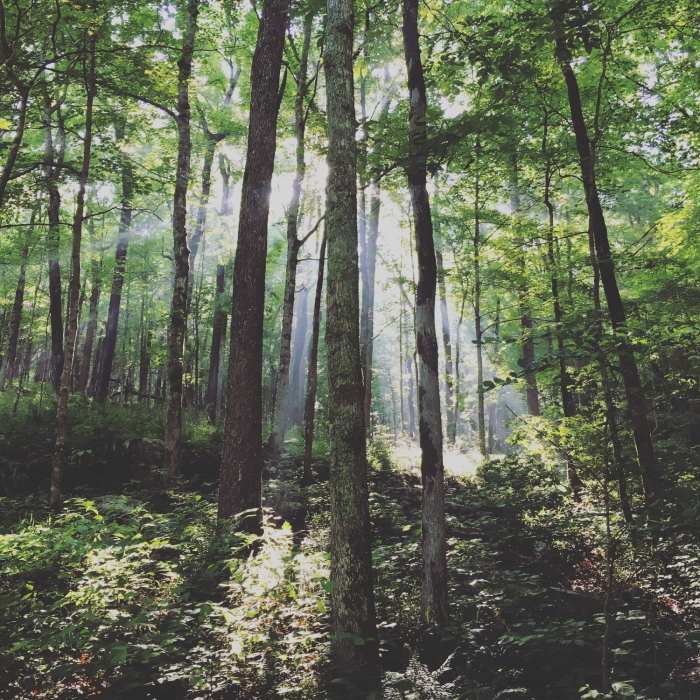Fog often settles around the river, making many early morning outings memorable. Near Green River Bluffs Trail