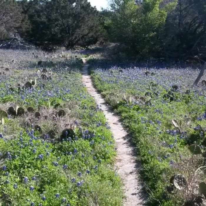 Running among the Texas blue bonnets and cactus on the Cleburne State Park Trail Near Fossil Ridge Trail