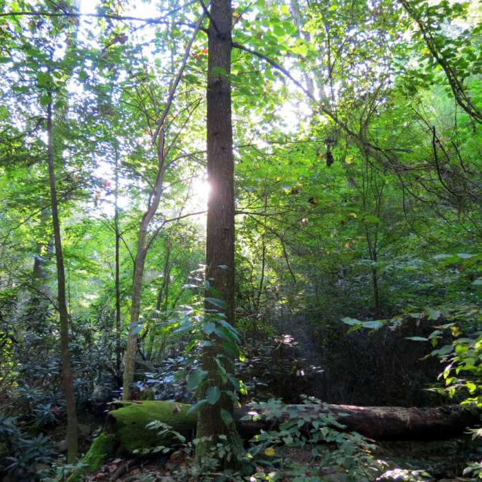Near Emery Creek Trail