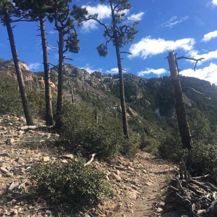 Ida Canyon Trail departing from Bear Saddle Near Hamburg Trail
