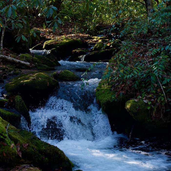 Mingus Creek runs alongside the trail, providing great opportunities to see small cascades as the creek makes its way down toward the Oconaluftee River. Near Mingus Creek Trail