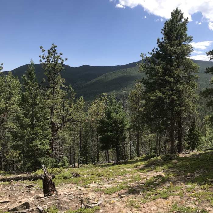 Near Black Bear Trail