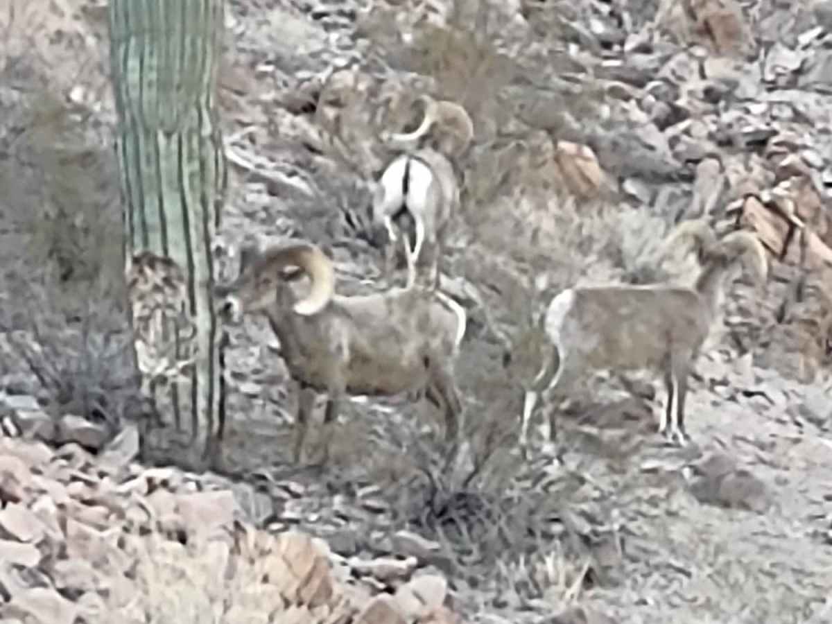 Rockin' Ram Trail photo 2