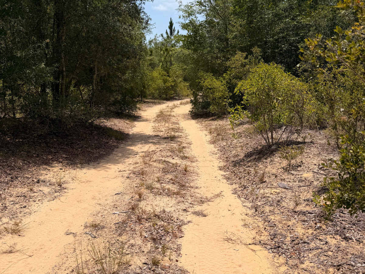 Swamp Camp Trail trail photo