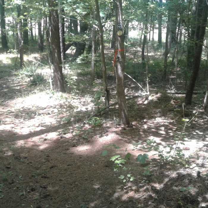 Decision time on the Ledge Creek Forest Conservation Trail, between following the Yellow Trail, or taking the Blue Trail back to the parking area. Near Ledge Creek Forest Conservation Area