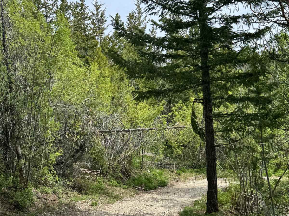 Washington Creek Road - FS 8021 photo 2