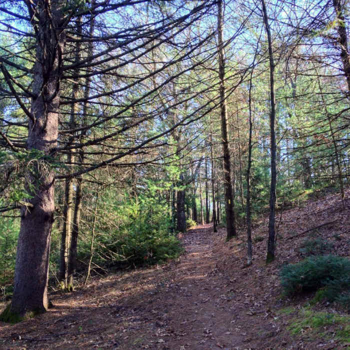 Near Ice Age Trail - Hartman Creek State Park