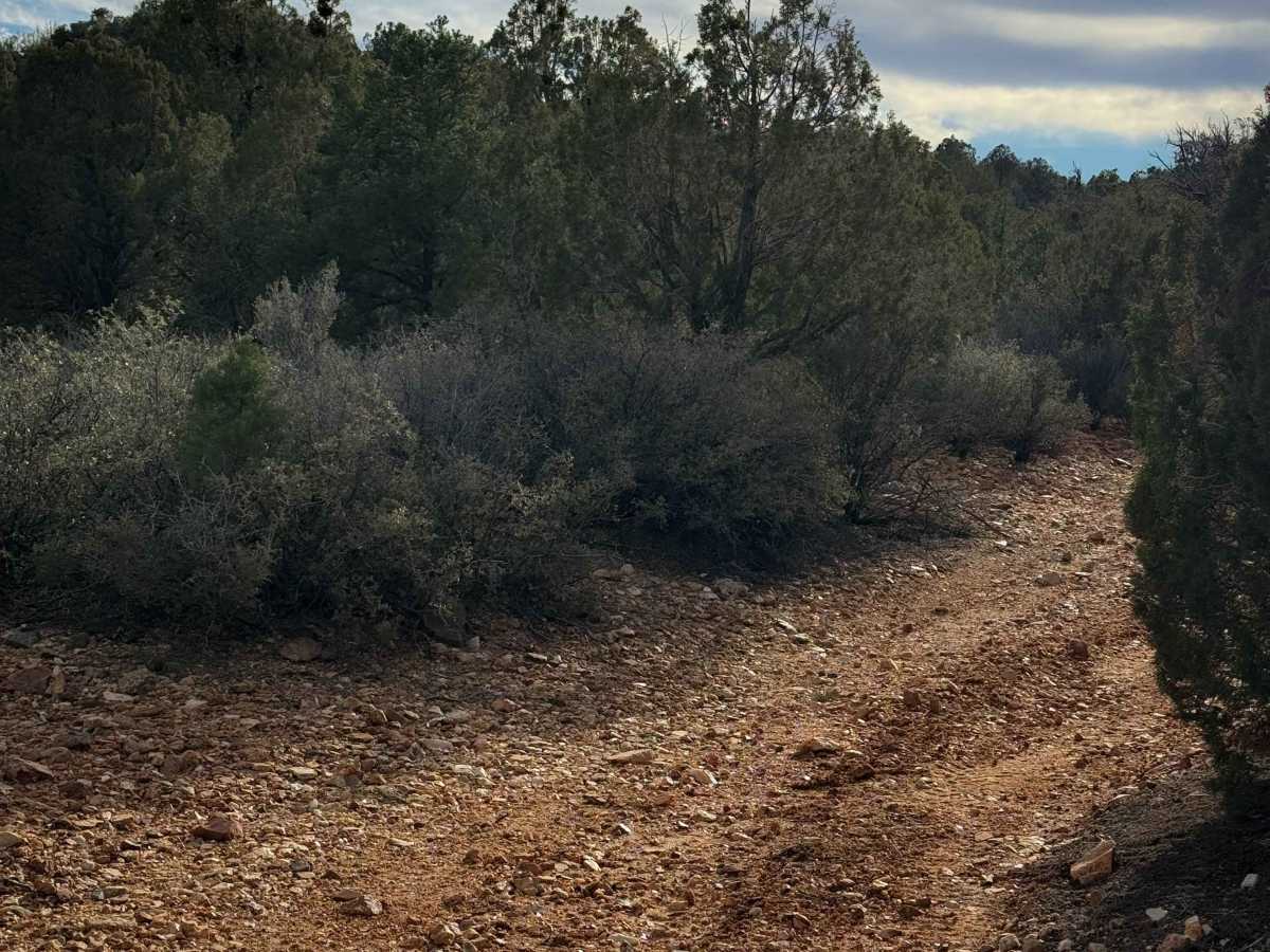 H1332/BLM 7226 photo 5