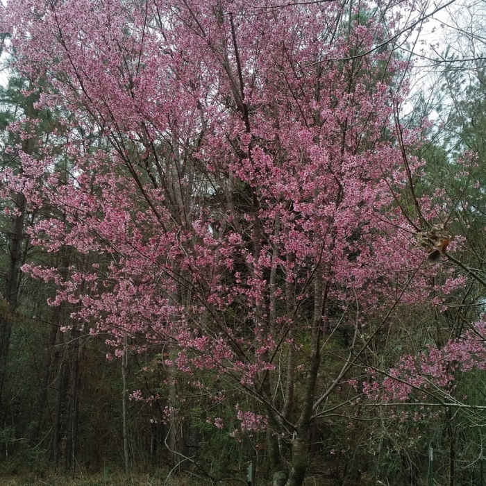 Near Fenceline Trail