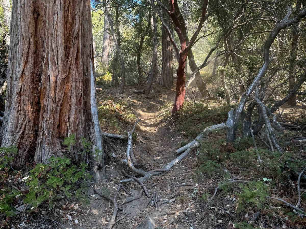 21E338 trail photo