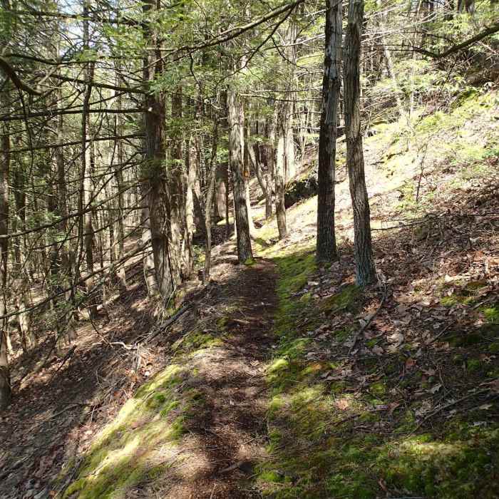 Minisink Trail Near Lenape Ridge Loop