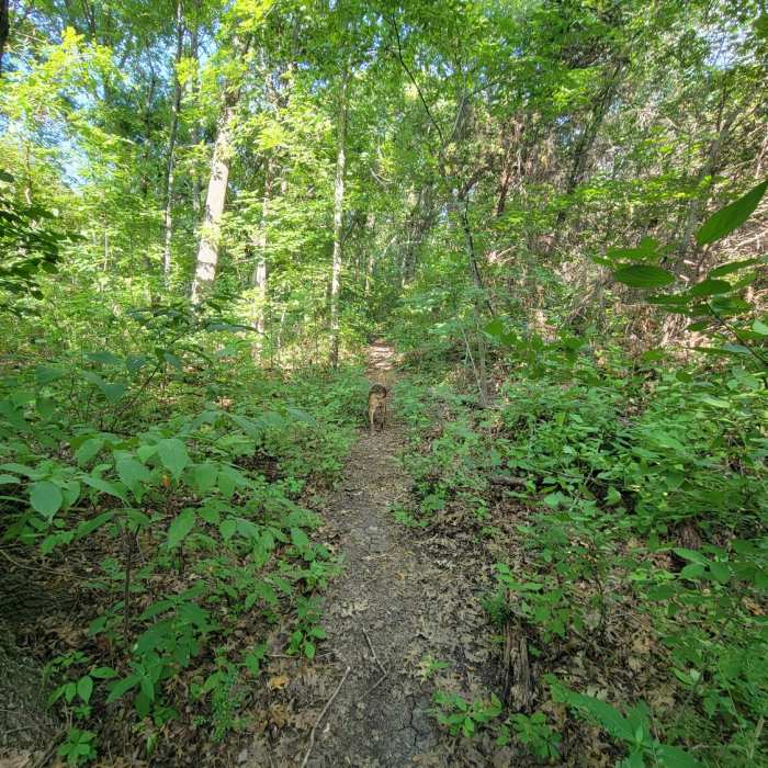 Near North Garland Trail East