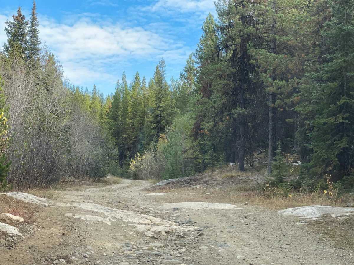 King Eddie Connector Loop photo 3