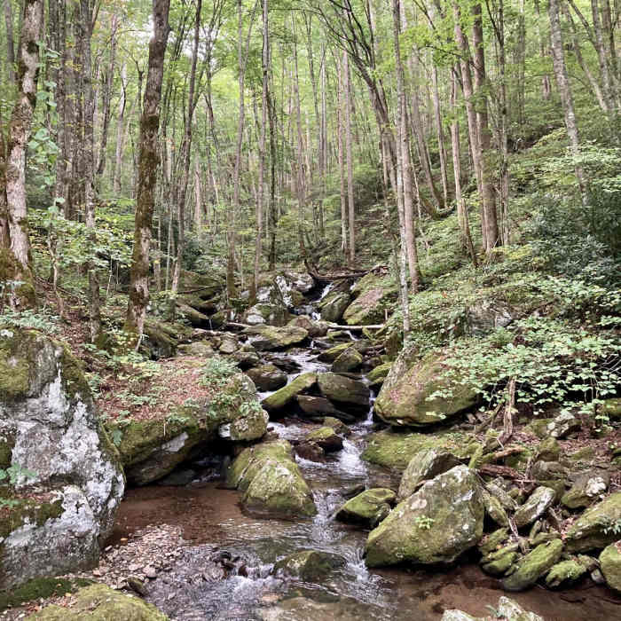 Near Mount Mitchell - Black Mountain Crest Trail #179 Near Mount Mitchell - Black Mountain Crest Trail #179