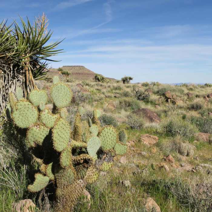 Near Barber Peak Loop