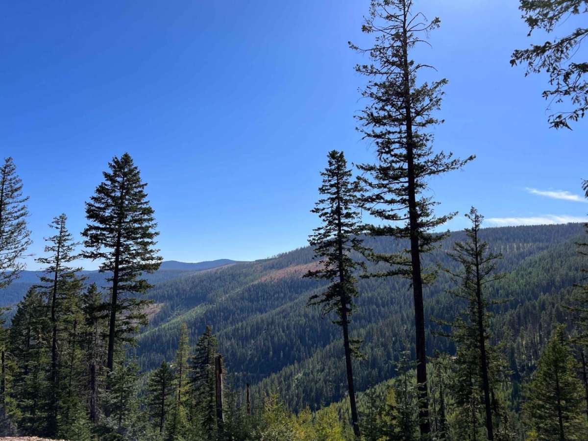 West Fork Pilgrim Creek trail photo