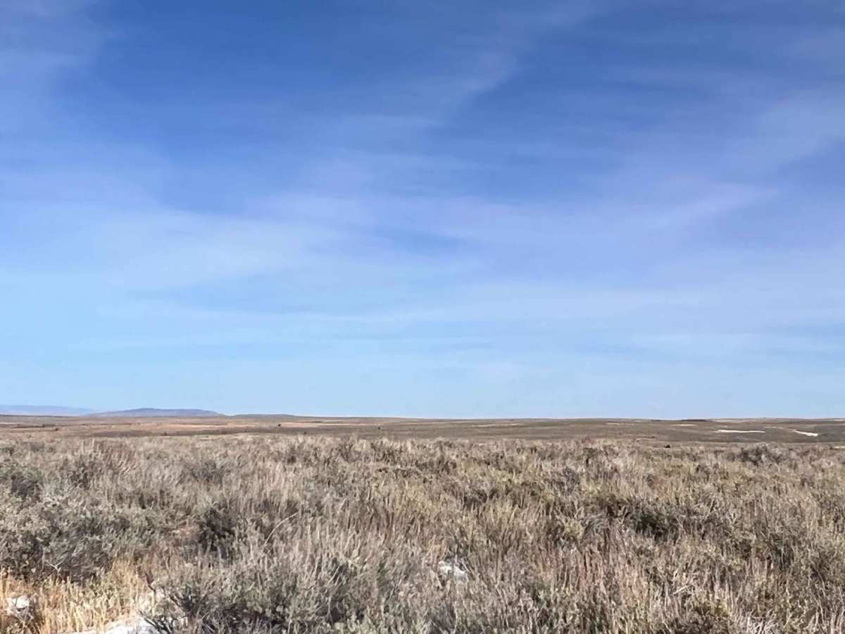 Fields of Sage photo 3