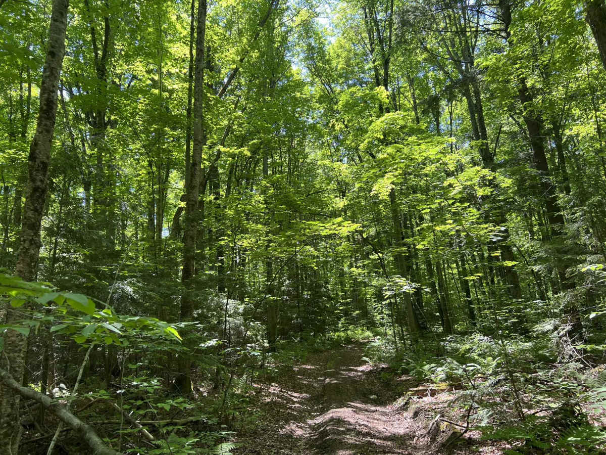 FS 3304A trail photo