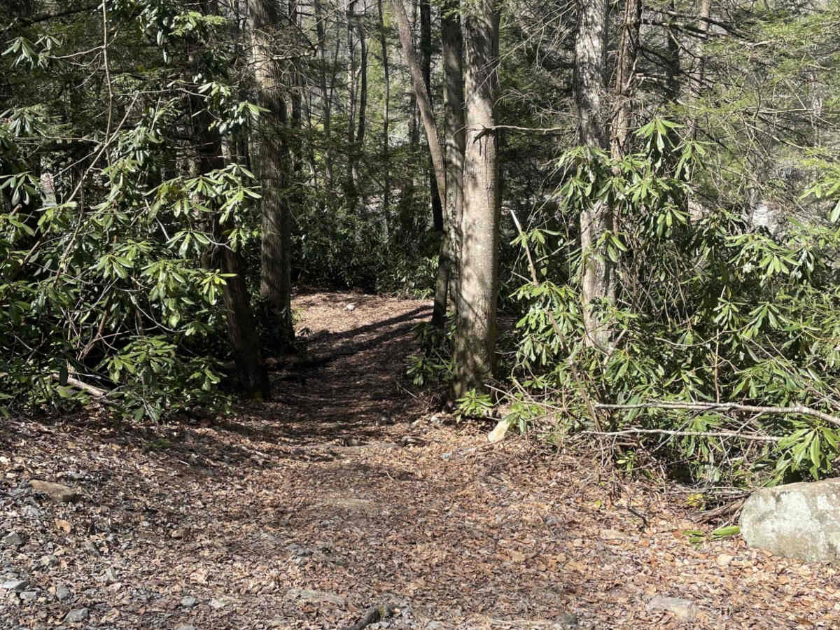 Meadow & Gauley Rivers Access Trail photo 2