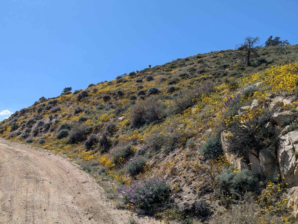 BLM SC228 photo 5