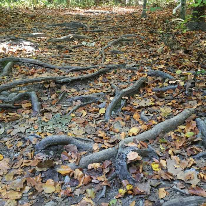 Some sections on the south side of Lake Johnson have lots of exposed roots! Near Lake Johnson - West Loop