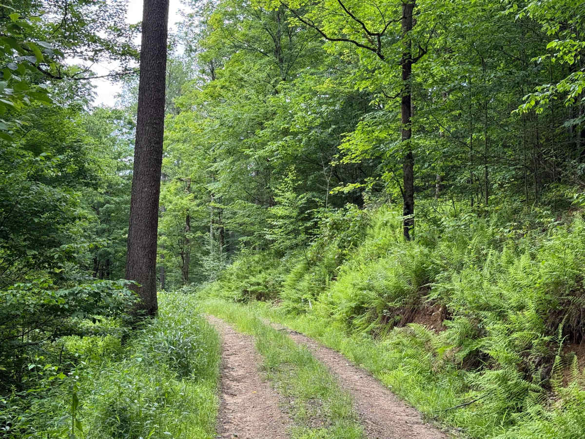 Chubbs Trail photo 4