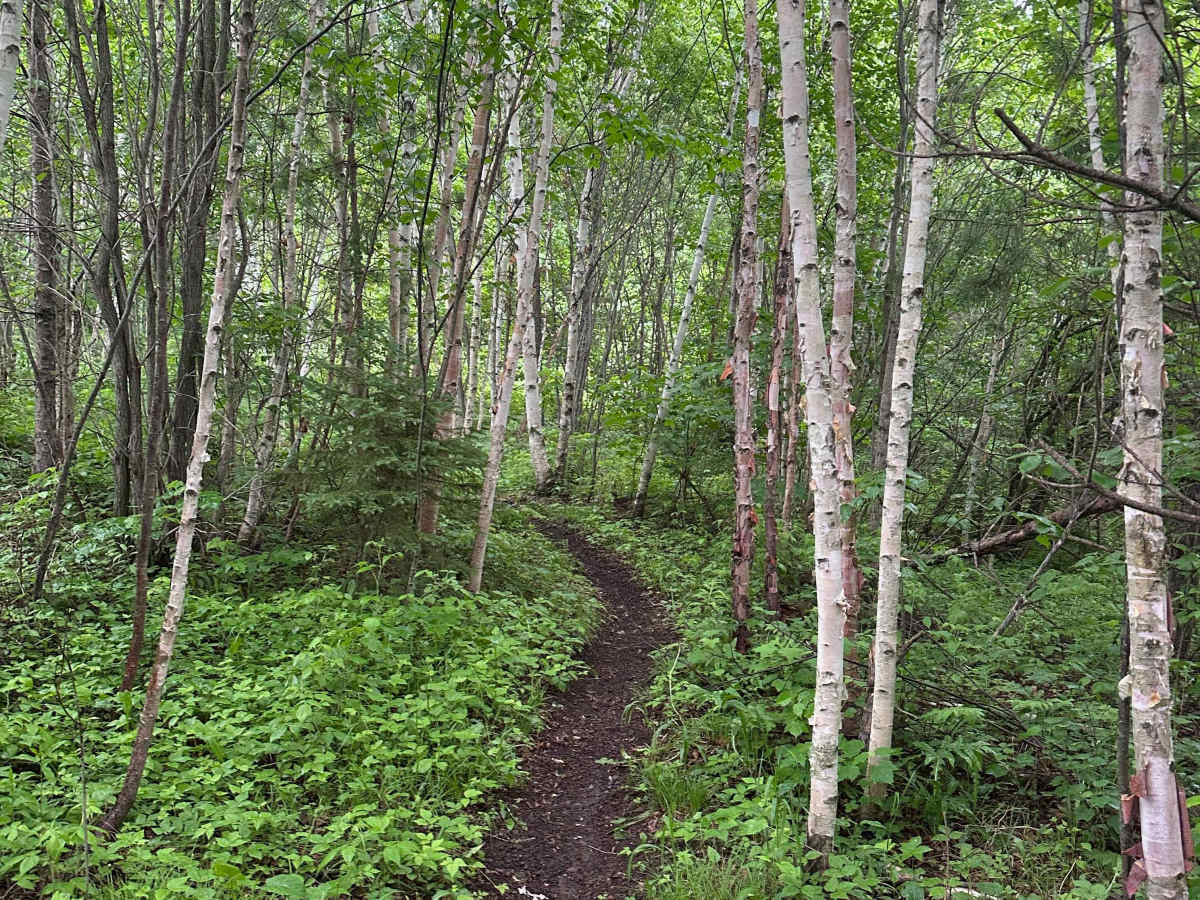 Alger Grade - Trail 9 photo 2